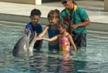Dolphin Encounter